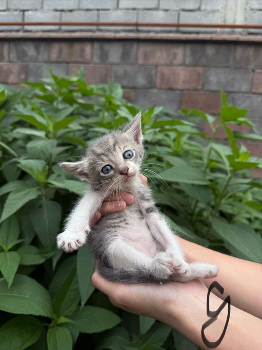 Продаются очаровательные котята!
