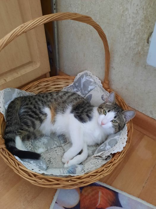 Молодая хорошая кошка