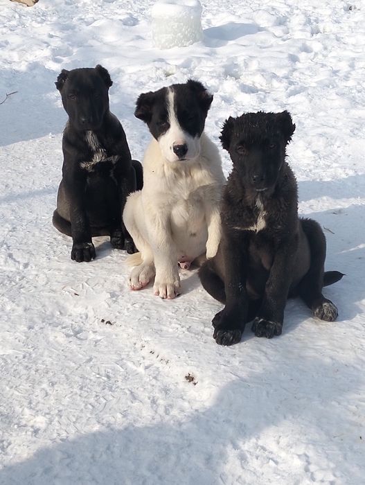 Осы кушиктер сатылады