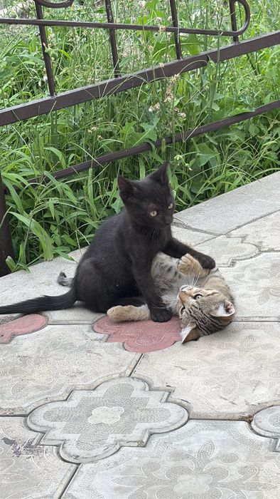 Отдам котят в хорошие руки
