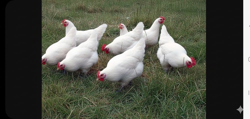 Vând ouă incubat La Bresse si Austrlop