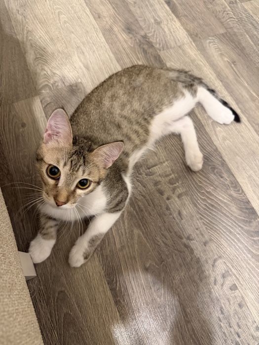 Отдам в добрые руки котенка мальчик