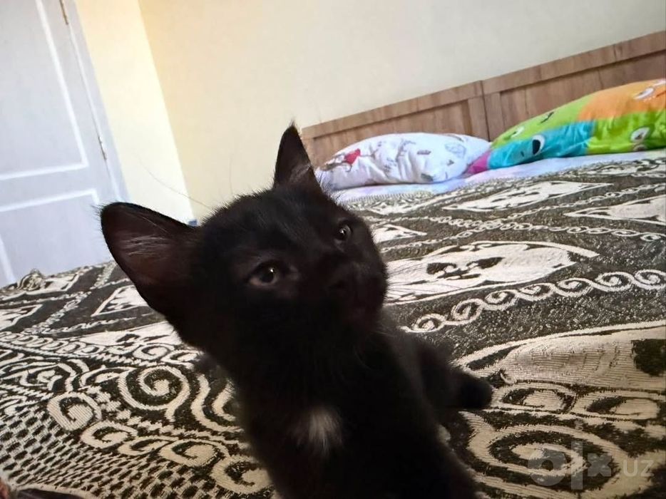 Котята трехмесячные