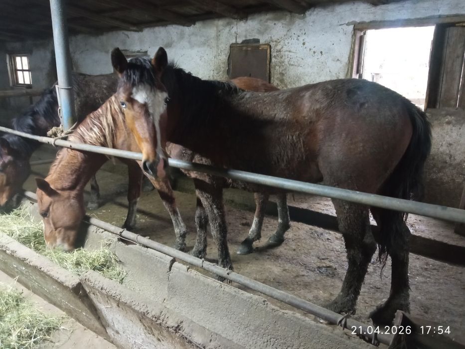 Продам коней с откорма на выбор.