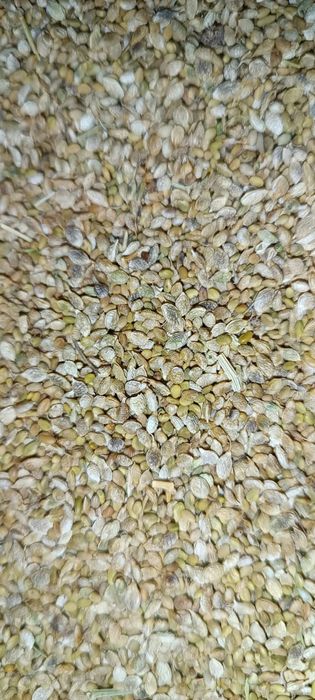 Семена донника жёлтого Алтынбас