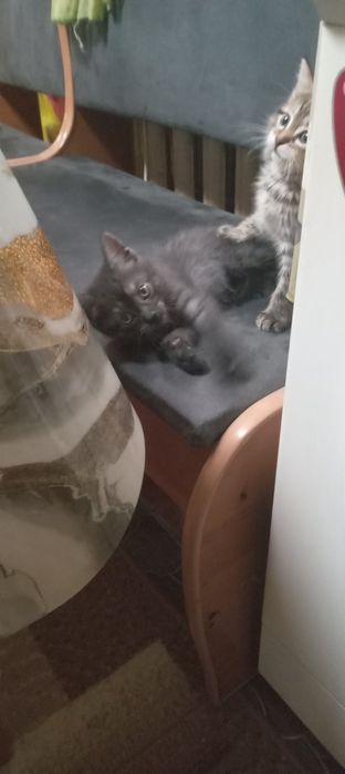 Отдам котят бесплатно