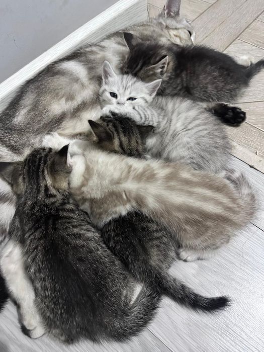 Отдам котят в добрые руки