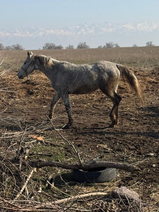 Бие тай кобыла байтал