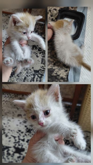 отдам котенка маленького