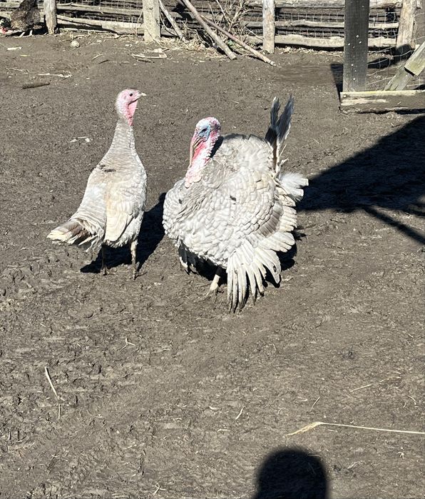 Vand o pereche de curci