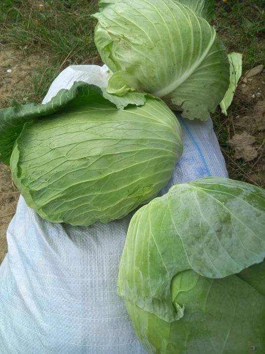 Varza plata și rotunda