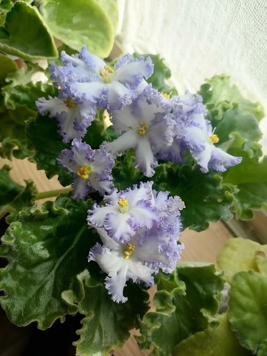 Продам сортовые цветущие фиалки