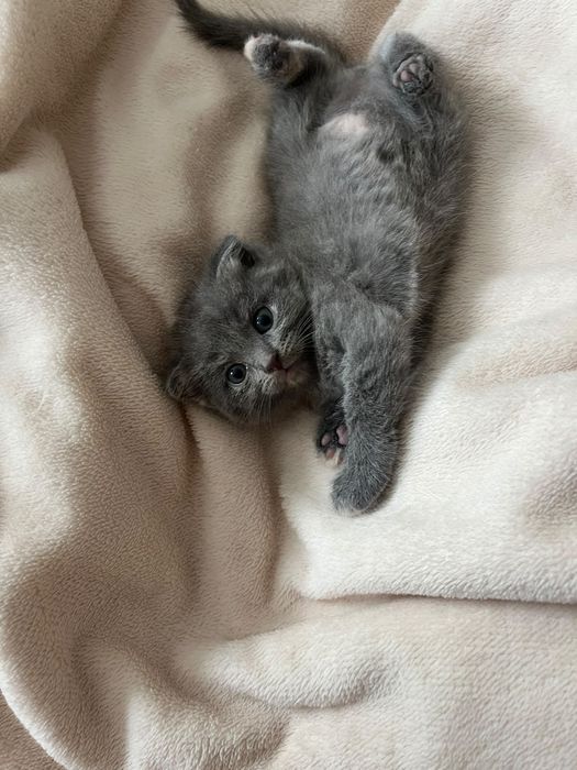 Продаю котят вислаушки