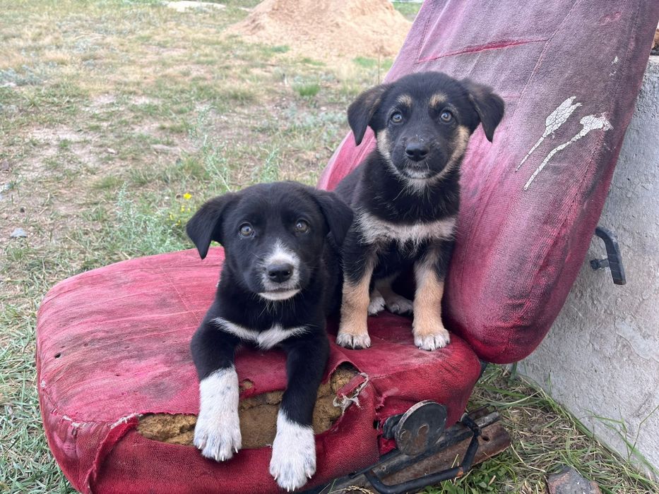Отдам щенят в добрые руки