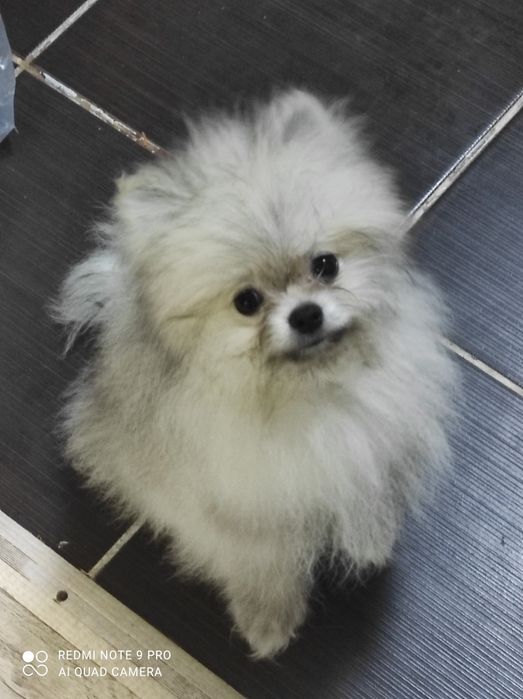 Померанский шпиц.Девочка