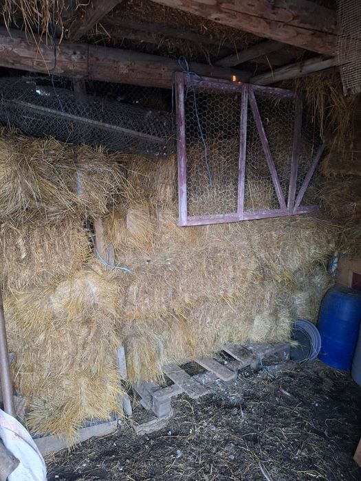 Baloti  iarba furajera 90x50x35