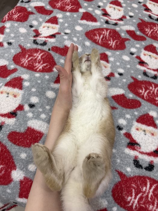 Кролик декоративный