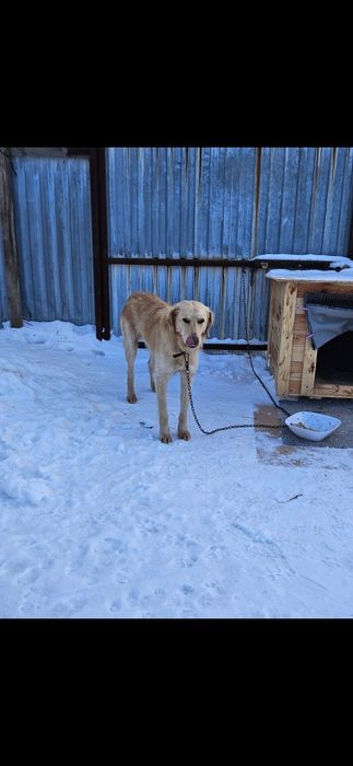 Найдена собака в п.Жайык 2