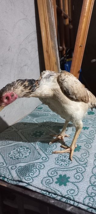 Дакан курочки кореянки,