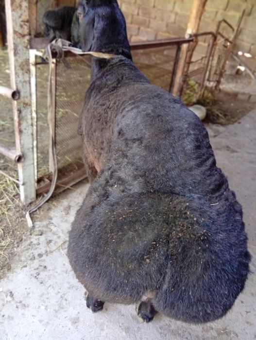 Qoʻy qoʻchqor naslga yoki qurbonlikka