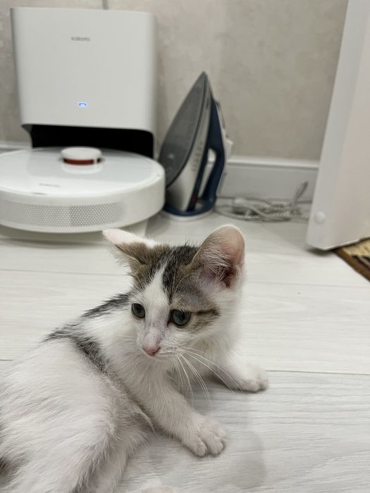 Отдаю котенка,в добрые руки