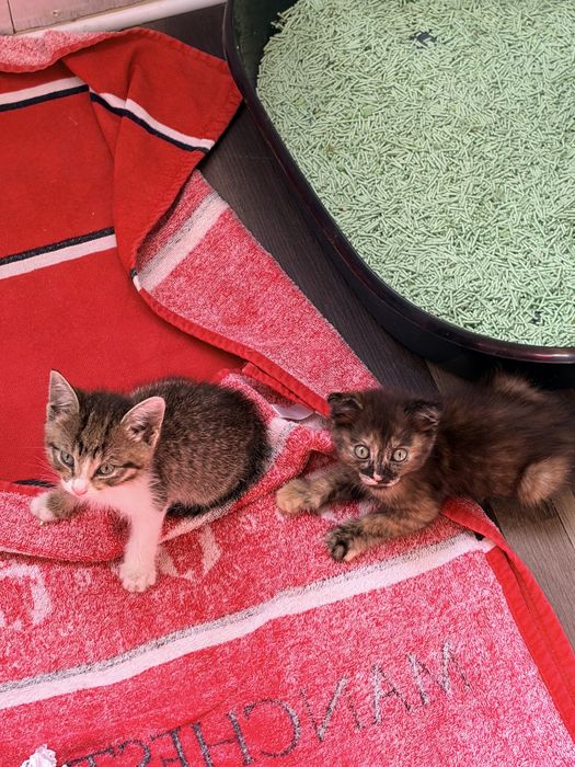 Котята ищут дом и родителей