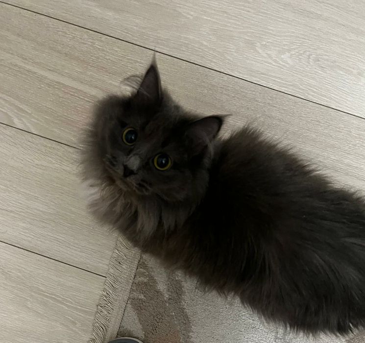 Отдам кошку бесплатно