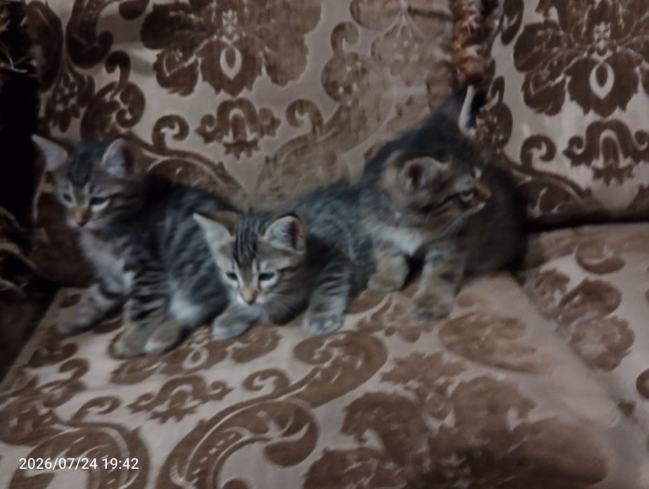 Ищем самый лучший дом для пушистых малышей! Котята