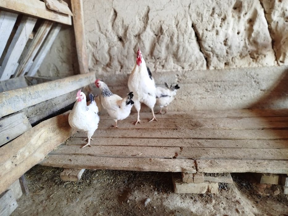 Тауық сатылады  5000 нан штугы