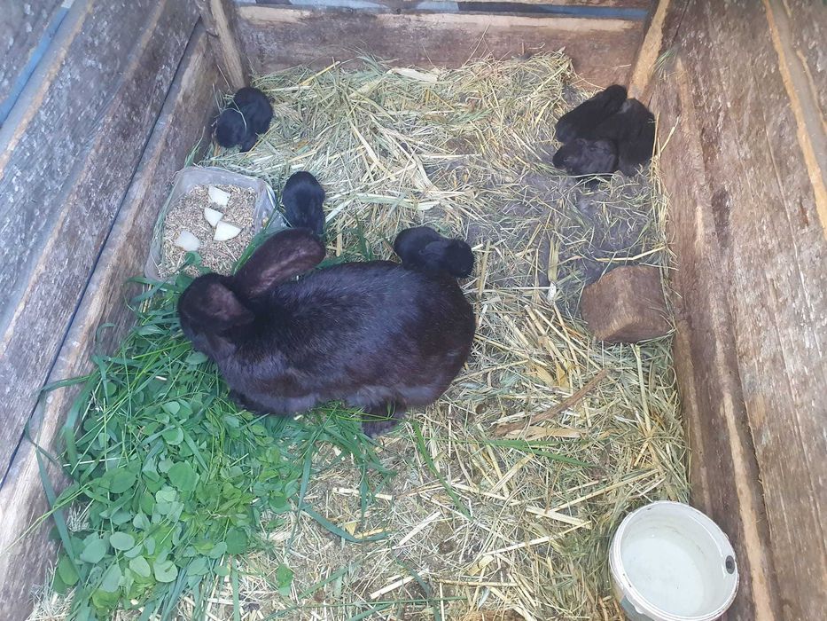 Vand iepuri de talie mare albi si negri, mici si adulti din rasa Urias de Transilvania