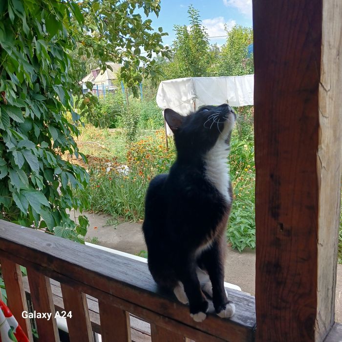 Отдам  котят в добрые руки
