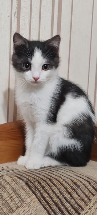 Кошечка 3  месяца
