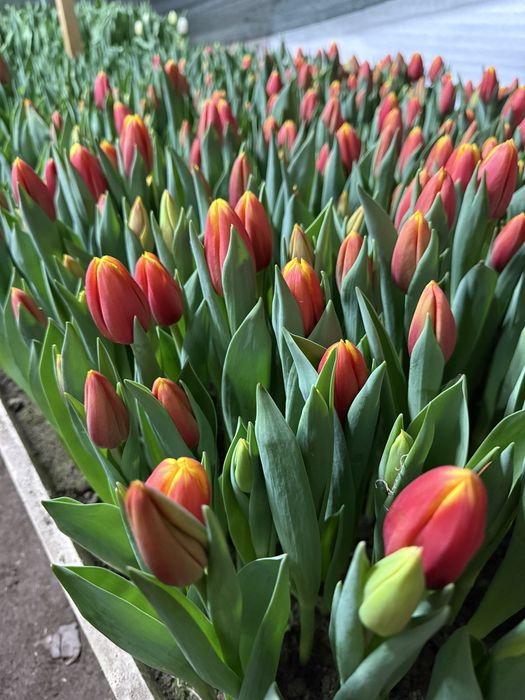 Тюльпаны 50-80см с луковицей/ Алматы