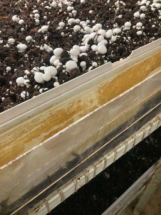 Qo’ziqorin Shampinion sotiladi