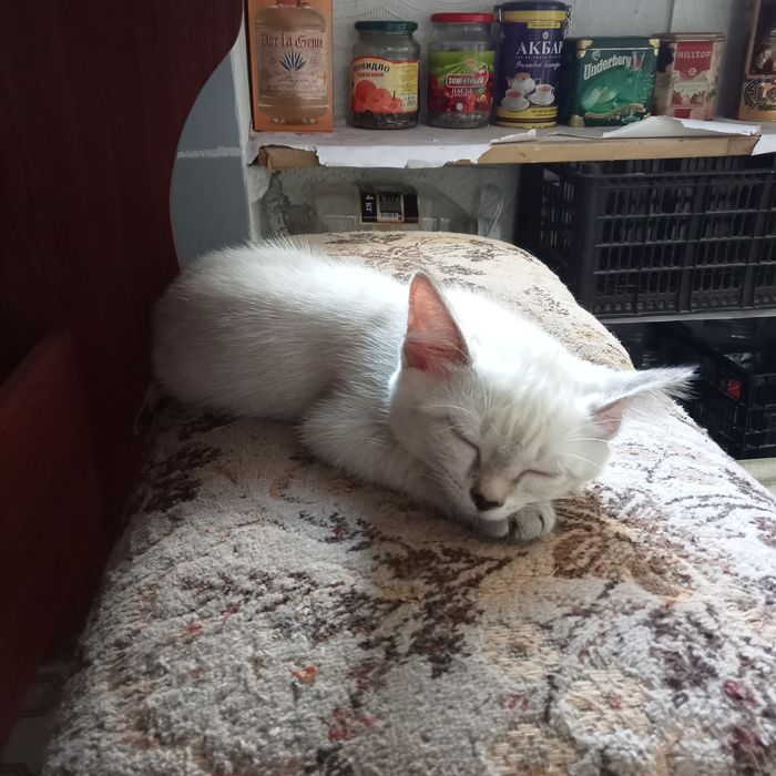 Отдам котят в надёжные добрые руки.