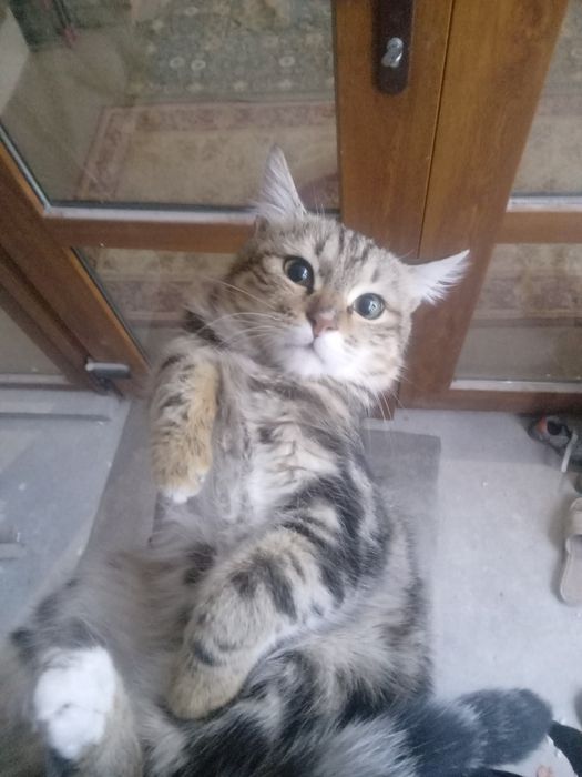 Mushuk sotiladi olmoqchi bulganlar tel qilsin