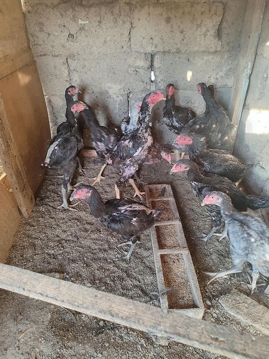 Продам бойцовых циплят