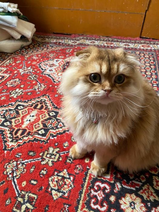 Скоттиш      фолд