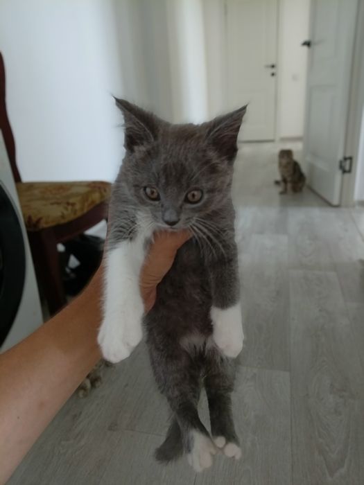 Котята весло ухи хороший руки