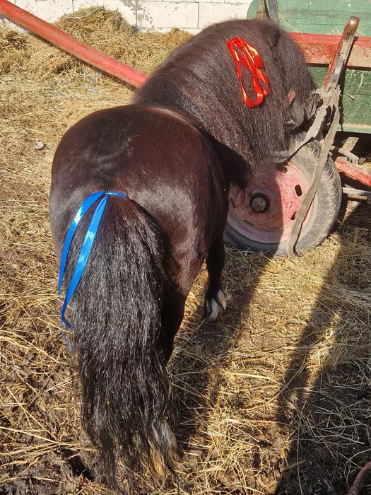 Vând  ponei or schimb cu baloți