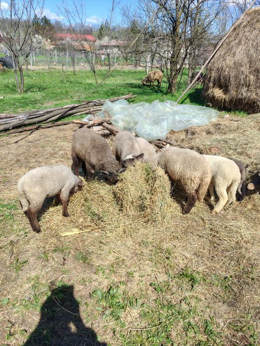 Vând 45 de oi cu prețul de 600 de lei bucata