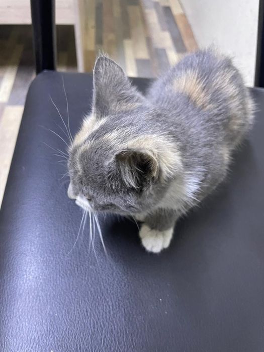 Котёнок красивый
