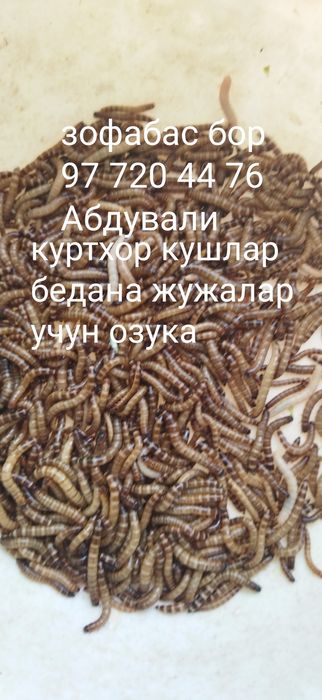 Куртхор кушлар беданалар учун протеинга бой озука кепак курти