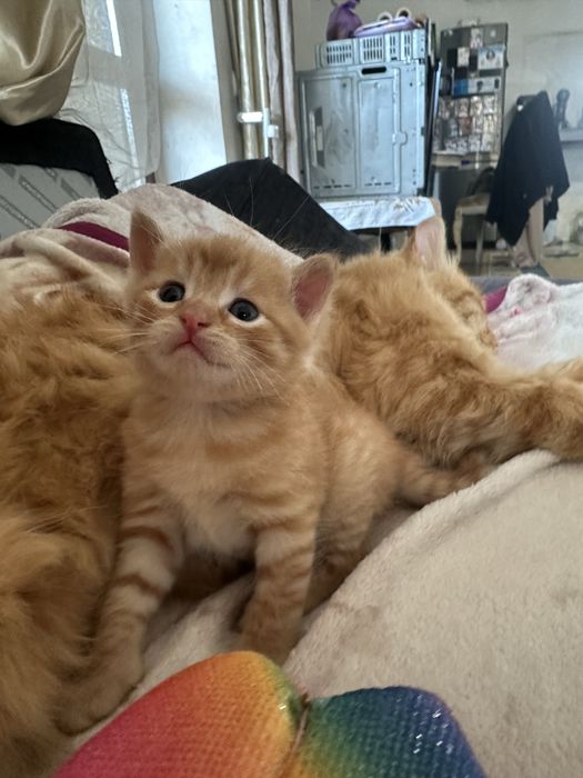 Котенок котик рыжий