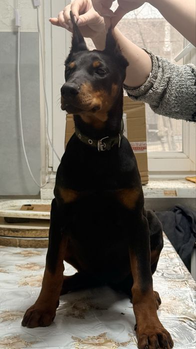 Доберман щенок 4 месяца