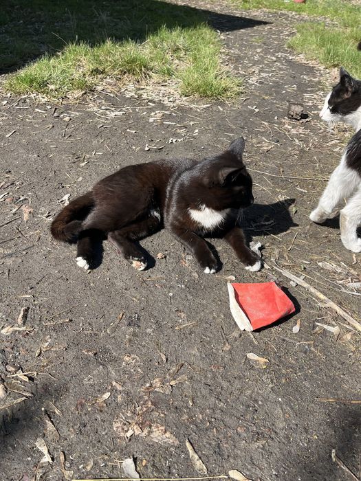 Отдам даром кота молодого