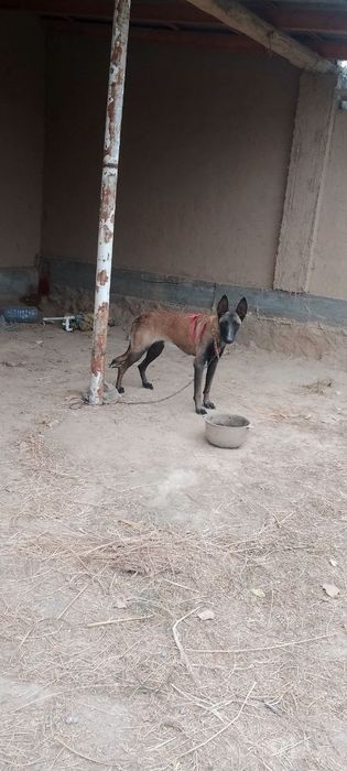 Sotiladi Belgiya malinovasi