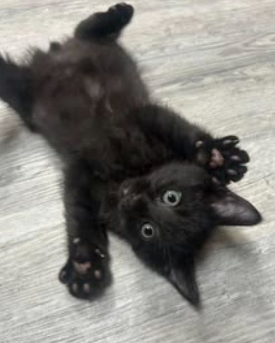 отдам черных котят в добрые руки