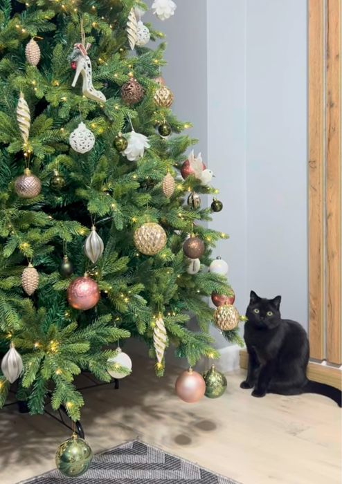 Ищу семью для Тиши