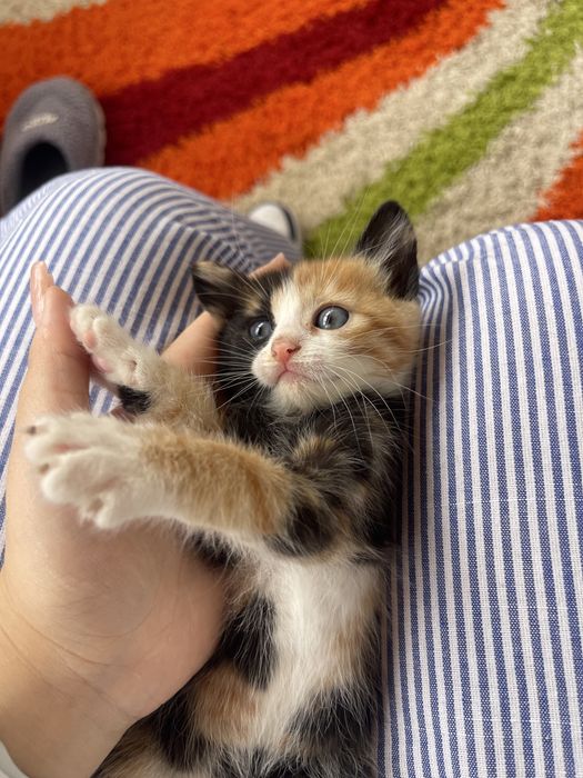 Adoptie puiuti de pisica